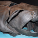 Illustration for article titled Your Jaw Is Basically a Fish Gill (Plus Millions of Years of Evolution)